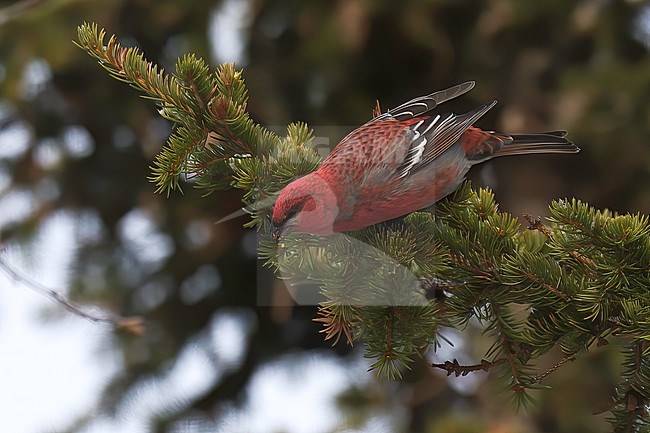 Pine Grosbeak (Pinicola enucleator enucleator), adult male reaching for spruce buds in Lapland, Finland stock-image by Agami/Kari Eischer,