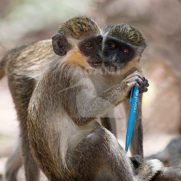 groene meerkat;  South African Vervet Monkey stock-image by Agami/Han Bouwmeester,
