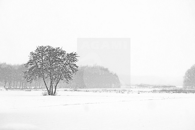 An old Black alder standing in a snowdrift stock-image by Agami/Wil Leurs,