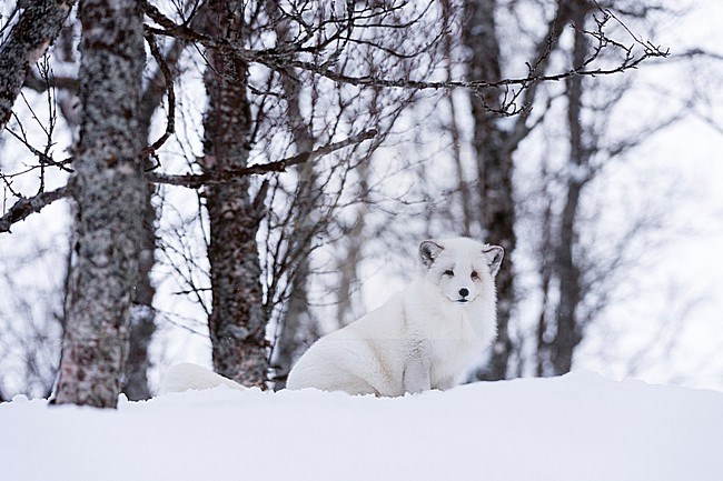 Portrait of an arctic fox, Vulpes lagopus, in the snow. Polar Park, Bardu, Troms, Norway. stock-image by Agami/Sergio Pitamitz,