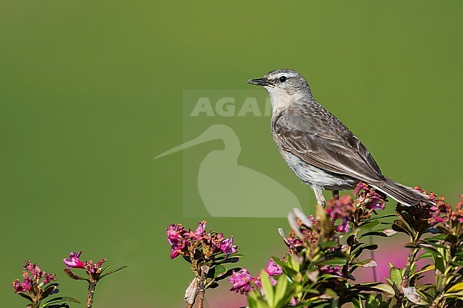 Adult Water Pipit (Anthus spinoletta spinoletta) in breeding plumage in alpine meadow in Alp mountains of Switzerland. Perched on top of small plant with pink flowers. stock-image by Agami/Ralph Martin,
