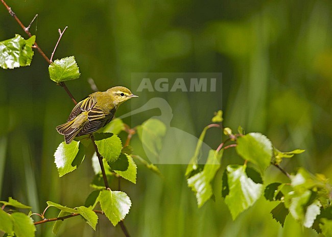 Wood Warbler; Fluiter stock-image by Agami/Markus Varesvuo,