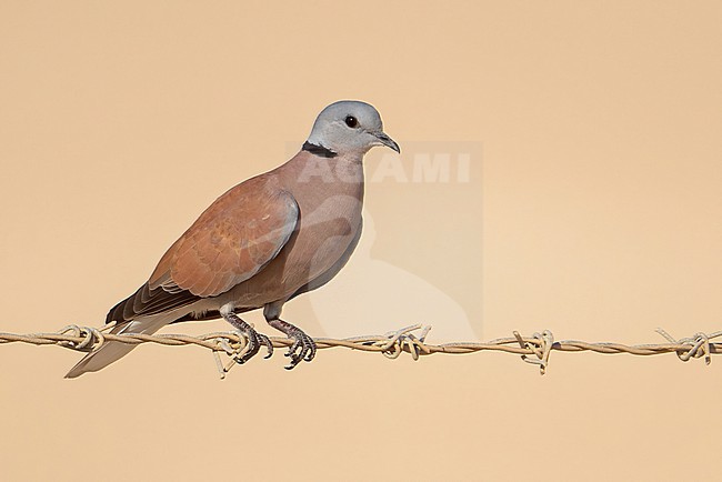 Red Collared Dove or Red Turtle Dove (Streptopelia tranquebarica) is a widespread species in Asia, but a vagrant in Oman stock-image by Agami/Eduard Sangster,