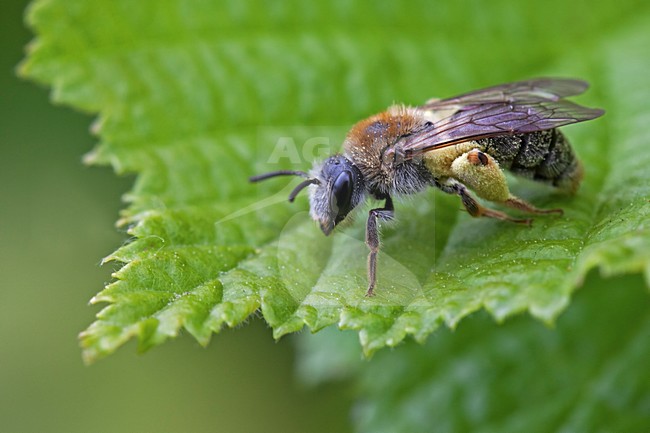 Roodgatje met stuifmeel; Early Mining Bee with pollen stock-image by Agami/Rob Olivier,
