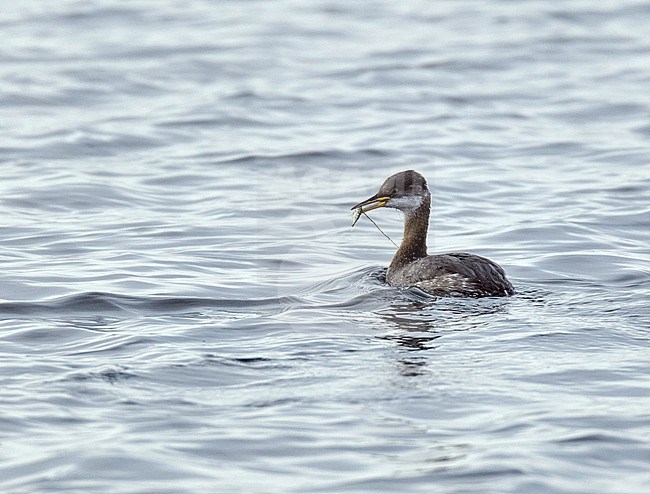 Autumn plumaged Red-necked Grebe (Podiceps grisegena) swimming in the sea in England, United Kingdom. stock-image by Agami/Michael McKee,