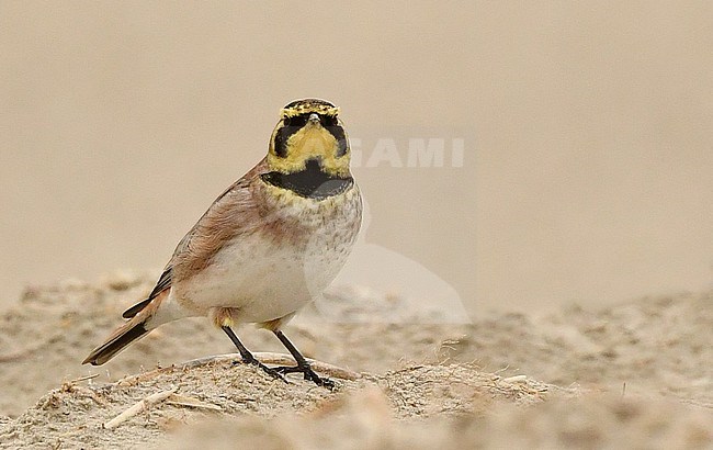  stock-image by Agami/Eduard Sangster,