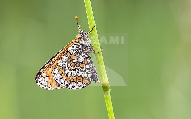 Melitaea cinxia; hanging in the grass and shows underwing stock-image by Agami/Onno Wildschut,