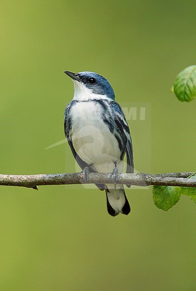 Adult male breeding
Summit Co., OH
May 2007 stock-image by Agami/Brian E Small,