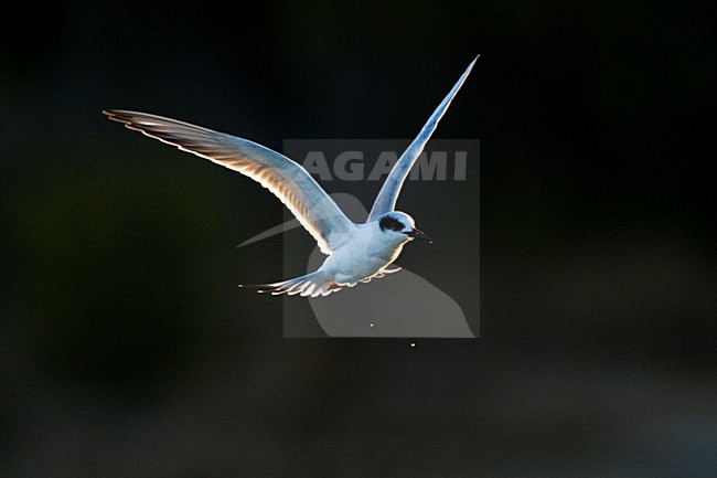 Forsters Stern, Forsters Tern stock-image by Agami/Marc Guyt,