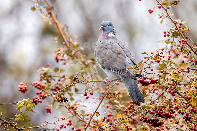 Common wood pigeon, Columba palumbus, in Italy. stock-image by Agami/Daniele Occhiato,