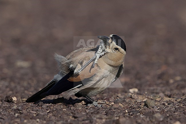 Preening adult Mongolian Ground-Jay or Henderson's Ground-Jay (Podoces hendersoni) on the rocky ground of the Govi desert stock-image by Agami/Mathias Putze,