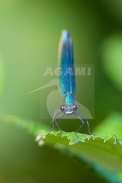 Calopteryx splendens - Banded demoiselle - Gebänderte Prachtlibelle, Germany (Baden-Württemberg), imago stock-image by Agami/Ralph Martin,