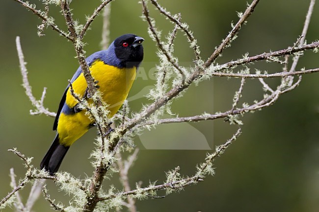 Blauwrugbergtangare, Hooded Mountain-Tanager stock-image by Agami/Dubi Shapiro,