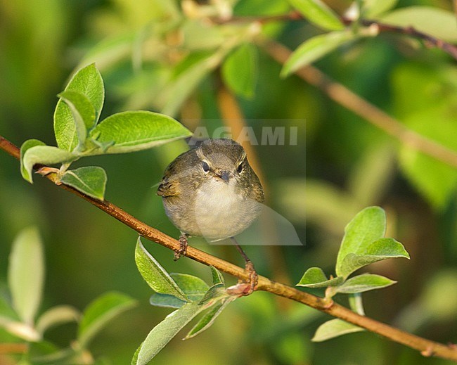 Two-barred Warbler (Phylloscopus plumbeitarsus), Russia (Baikal) adult stock-image by Agami/Ralph Martin,