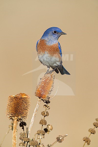Adult male
Santa Barbara Co., CA
November 2022 stock-image by Agami/Brian E Small,