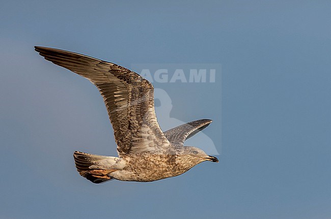 Immature Atlantic Yellow-legged Gull (Larus michahellis atlantis) on the Azores in the Atlantic ocean. stock-image by Agami/Marc Guyt,