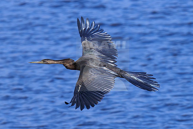 African Darter (Anhinga rufa) taken the 06/08/2023 at Chobe National Park - Botswana. stock-image by Agami/Nicolas Bastide,