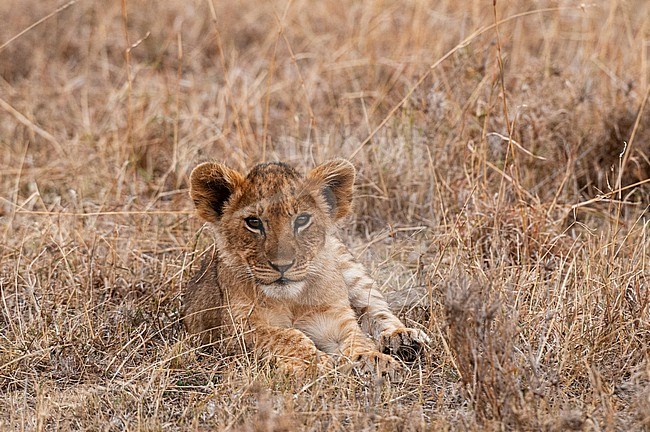 Portrait of a lion cub, Panthera leo, lying in the grass. Masai Mara National Reserve, Kenya. stock-image by Agami/Sergio Pitamitz,