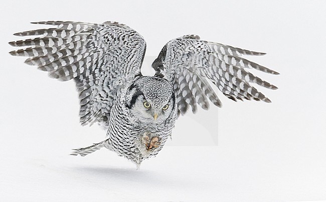 Northern Hawk Owl (Surnia ulula) during winter in northern Finland. stock-image by Agami/Markus Varesvuo,