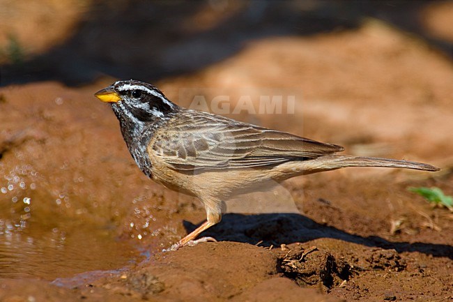 Berggors bij drinkplaats; Cinnamon-breasted Bunting at drinking site stock-image by Agami/Daniele Occhiato,