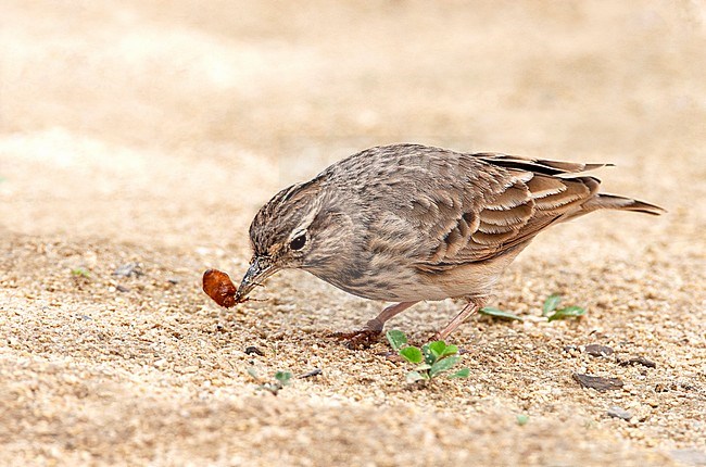 Crested Lark (Galerida cristata) with insect stock-image by Agami/Roy de Haas,