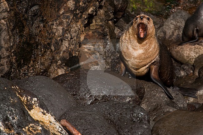 Subantarctische zeebeer op rotsen, Subantarctic Fur seal on rocks stock-image by Agami/Menno van Duijn,