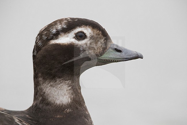 Long-tailed Duck (Clangula hyemalis), adult female close-up stock-image by Agami/Saverio Gatto,