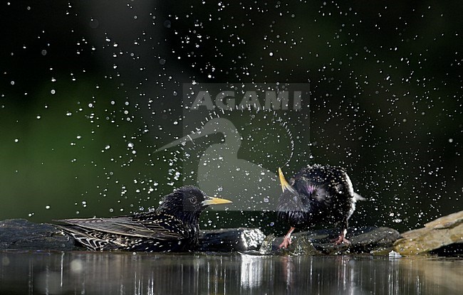 Badderende Spreeuwen, Common Starling bathing stock-image by Agami/Markus Varesvuo,