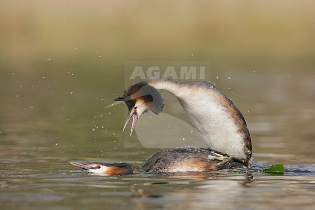 Futen parend; Great Crested Grebes mating stock-image by Agami/Menno van Duijn,