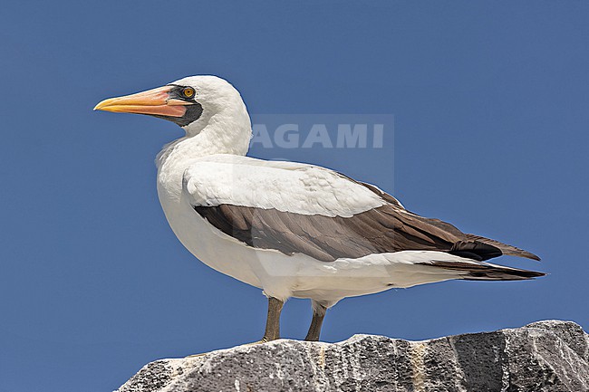 Adult Nazca Booby, Sula granti, on the Galapagos Islands, part of the Republic of Ecuador. stock-image by Agami/Pete Morris,