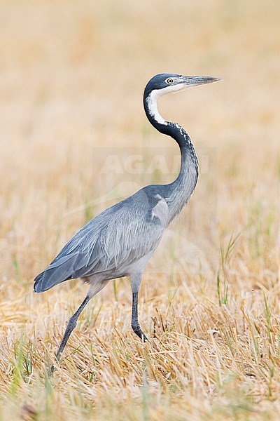 Black-headed Heron (Ardea melanocephala), side view of an adult walking in a wheat field, Western Cape, South Africa stock-image by Agami/Saverio Gatto,