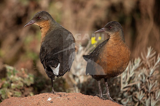 A couple of Rouget's Rails (Rougetius rougetii) percing on the bare ground on Sanetti Plateau in Ethiopia stock-image by Agami/Mathias Putze,