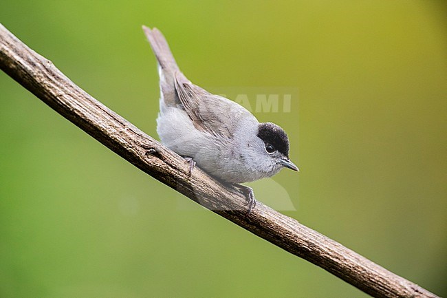Male  Eurasian Blackcap perched on a twig. stock-image by Agami/Wil Leurs,