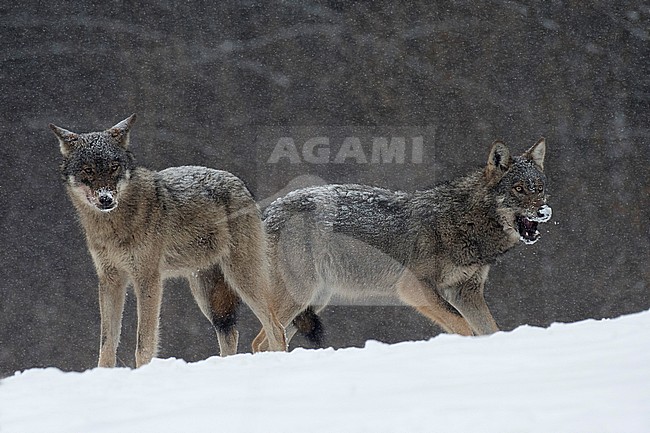 Wolf in snow covered forest in Poland stock-image by Agami/Han Bouwmeester,
