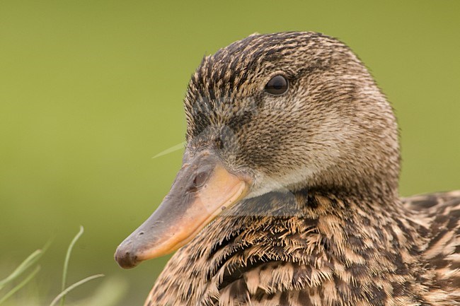 Vrouwtje Wilde Eend close-up; Female Mallard close up stock-image by Agami/Hans Germeraad,