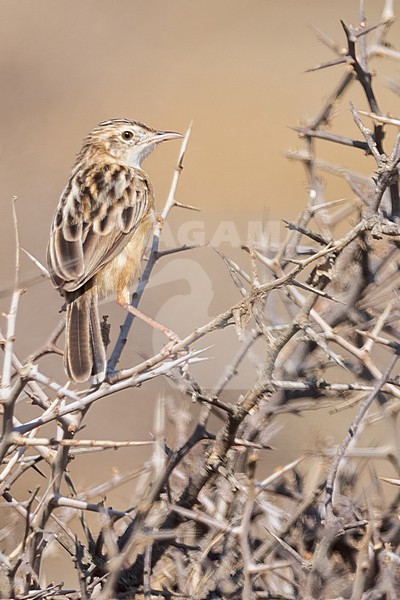 Desert Cisticola (Cisticola aridulus) perched in a branch in Tanzania. stock-image by Agami/Dubi Shapiro,