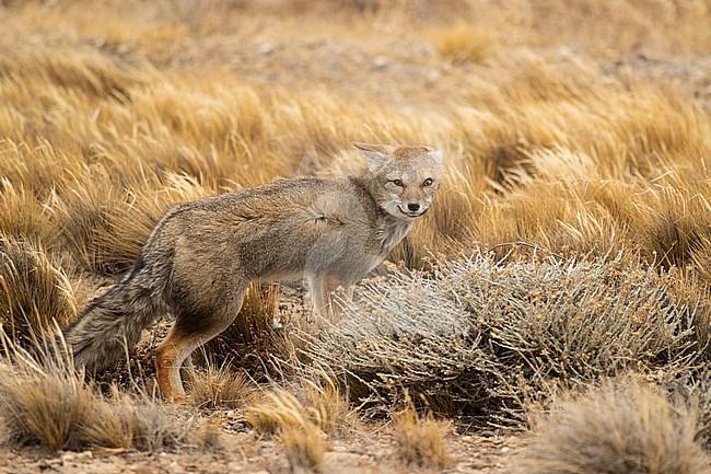 South American grey fox (Lycalopex griseus) in grassland with wind blowing in its fur, Patagonia, Argentina, South-America. stock-image by Agami/Steve Sánchez,