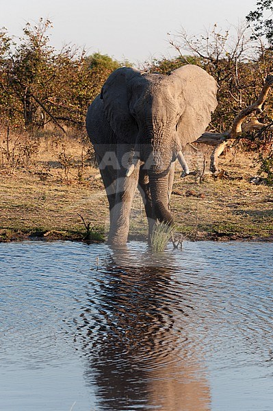 An African elephant, Loxodonta africana, drinking at a waterhole. Okavango Delta, Botswana. stock-image by Agami/Sergio Pitamitz,