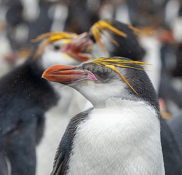 Royal Penguin (Eudyptes schlegeli) on Macquarie islands, Australia. With two fighting penguins in background. stock-image by Agami/Marc Guyt,