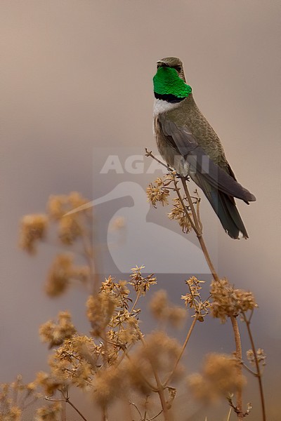 Birds of Peru, an Andean Hillstar stock-image by Agami/Dubi Shapiro,