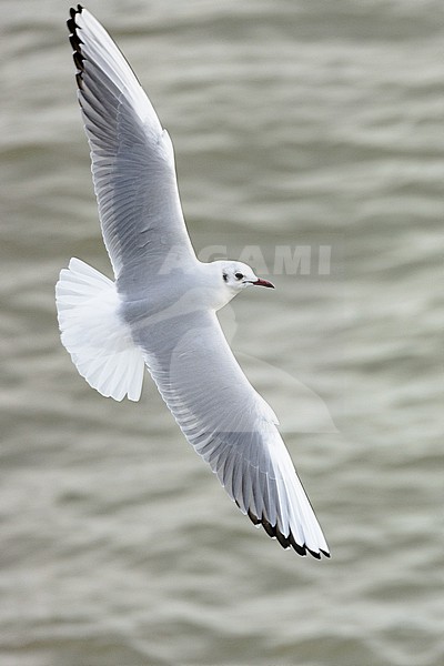  stock-image by Agami/Menno van Duijn,