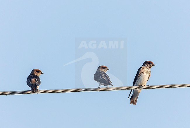 Streak-throated swallow (Petrochelidon fluvicola) in India during autumn. Adult bird in the middle. stock-image by Agami/Marc Guyt,