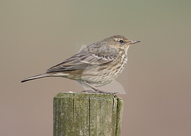 British Rock Pipit (Anthus petrosus petrosus) at Blakeney Fresh Marsh, Norfolk, England. stock-image by Agami/Steve Gantlett,