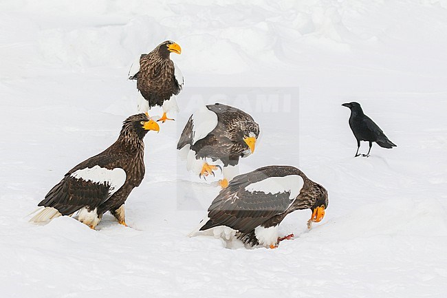 Steller's Sea Eagle, Haliaeetus pelagicus, wintering at Rauso, Hokkaido, Japan. Four adults together. stock-image by Agami/Pete Morris,
