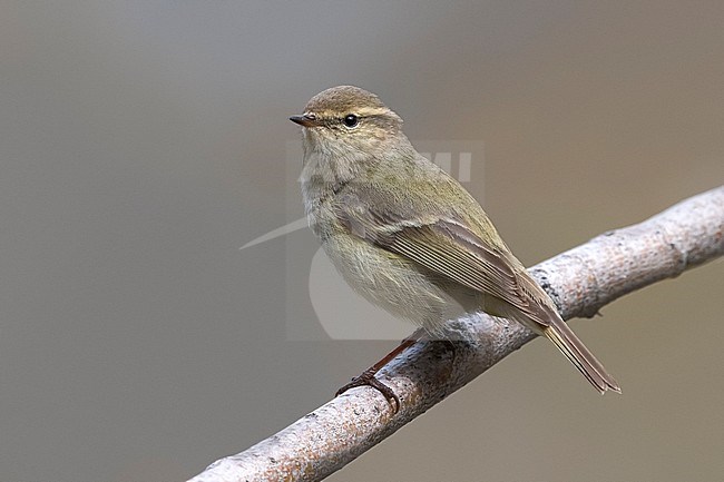 Humes Bladkoning, Hume's Leaf Warbler, Phylloscopus humei stock-image by Agami/Daniele Occhiato,