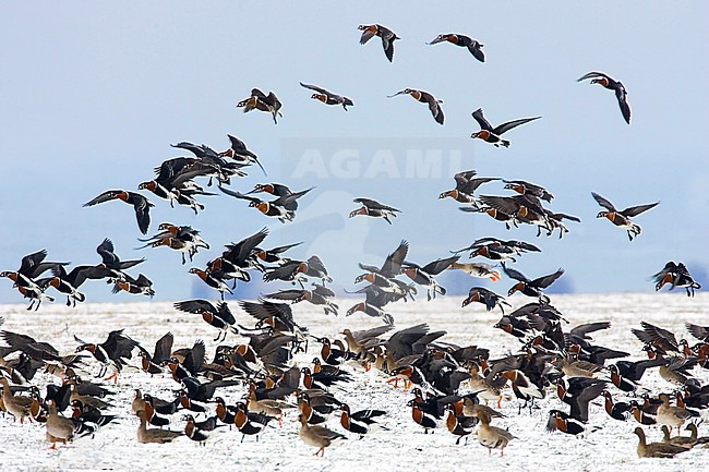 Grote groep Roodhalsganzen overwinterent in Bulgarije; Flock of Red-breasted Geese (Branta ruficollis) wintering in Bulgaria stock-image by Agami/Bas van den Boogaard,
