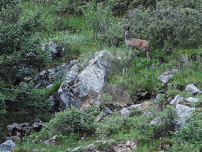 Alpine Musk Deer (Moschus chrysogaster) on edge of Tibetan Plateau. stock-image by Agami/James Eaton,