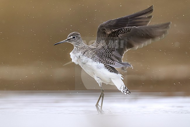 Green Sandpiper, Tringa ochropus, in Italy. stock-image by Agami/Daniele Occhiato,