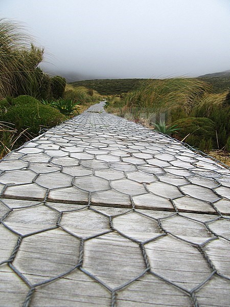 Boardwalk to the breeding colony of Southern Royal Albatross (Diomedea epomophora) in a flat area in the mountains on Campbell Island, New Zealand. Man made to cross fragile land and vegetation. stock-image by Agami/Marc Guyt,