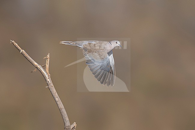 Flying African Collared-Dove (Streptopelia roseogrisea roseogrisea) over sewage pond of Mindelo, Sao Vicente, Cape Verde. stock-image by Agami/Vincent Legrand,